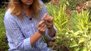 Самшит. Посадка и уход.