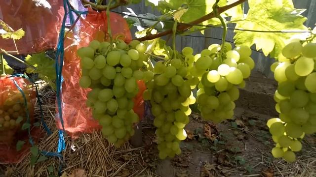 Виноград Елизавета селекции Вишневецкого смотреть онлайн