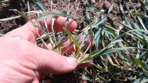 Подмерз Озимый ячмень