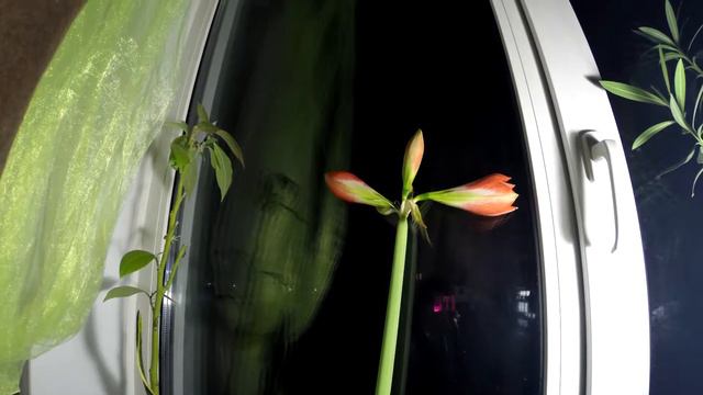 чудо природы, посреди бетонного гетто смотреть онлайн