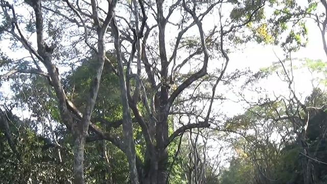 Cây cong queo rừng Cúc Phương. Кривые деревья Кук Фыонг. Crooked - Spookster смотреть онлайн