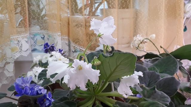 Цветущие Фиалки! ГЛАВНОЕ условие цветения круглый год! смотреть онлайн