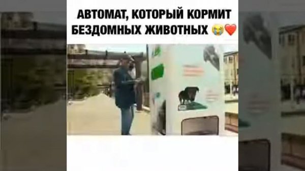 Видео Автомат, который кормит бездомных животных Видеоролики на Sibnet