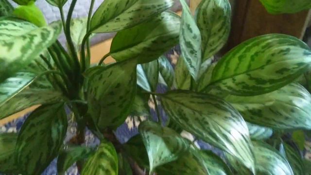 Çinherdemyeşili ( Aglaonema ) Bakımı ve Üretimi смотреть онлайн