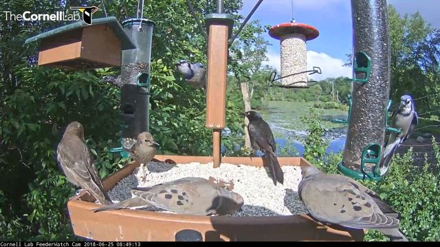 Bustling Bird Feeder On Cornell Lab Feeder Watch Cam – June 25, 2018 смотреть онлайн