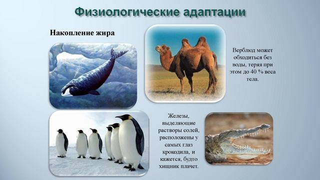 Приспособленность смотреть онлайн