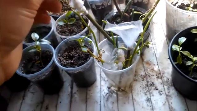 Пассифлора из семян 3 часть смотреть онлайн