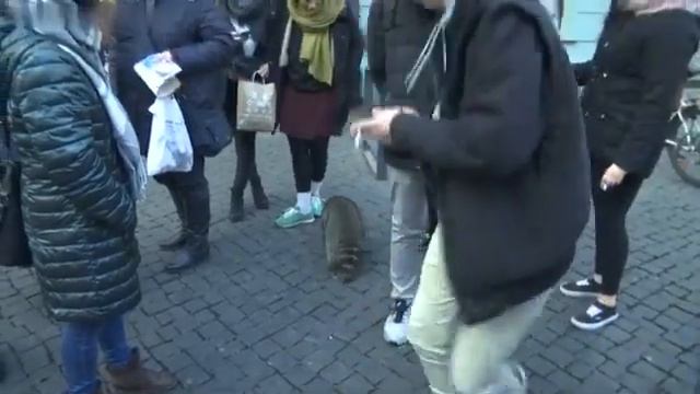 Пьяный енот в Германии