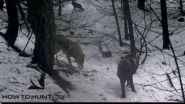Wolf Trapping- most wolves caught on film in broad daylight. смотреть онлайн