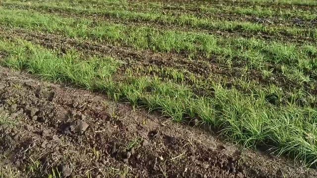 шафран 25 килограмм с гектара