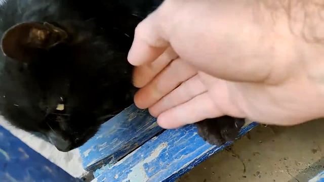 Кот крупным планом. Глажу черного кота, кот черныш. смотреть онлайн
