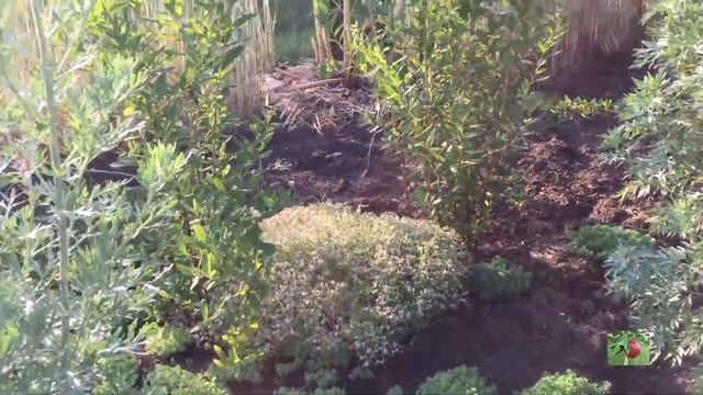 Идеи для сада из широколистного горошка 2021. смотреть онлайн