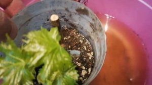 Первый полив вегетирующих саженцев винограда.