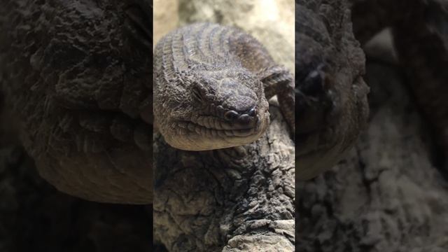 Зоопарк в Лондоне смотреть онлайн