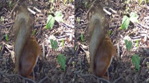 3D Клипы о природе