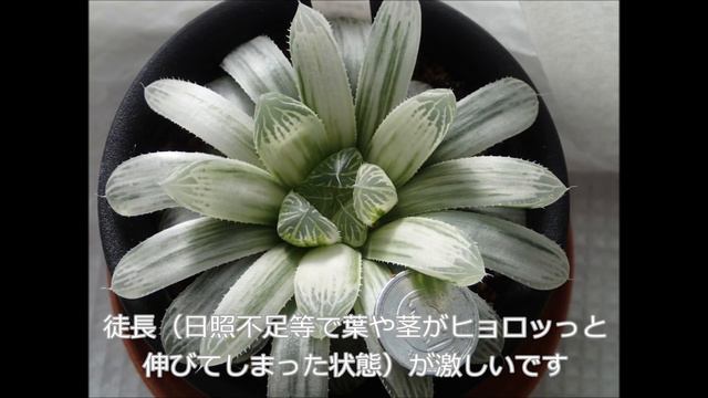 多肉植物　ハオルチア　オブツーサ系1　succulent Haworthia cooperi obtusa 1 смотреть онлайн