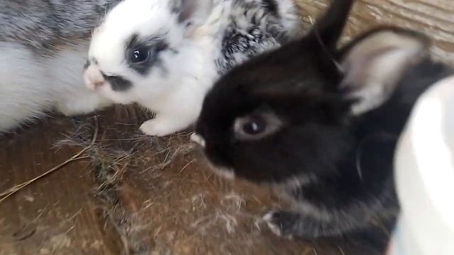 кролики порода бабочка и полтавское серебро смесь смотреть онлайн