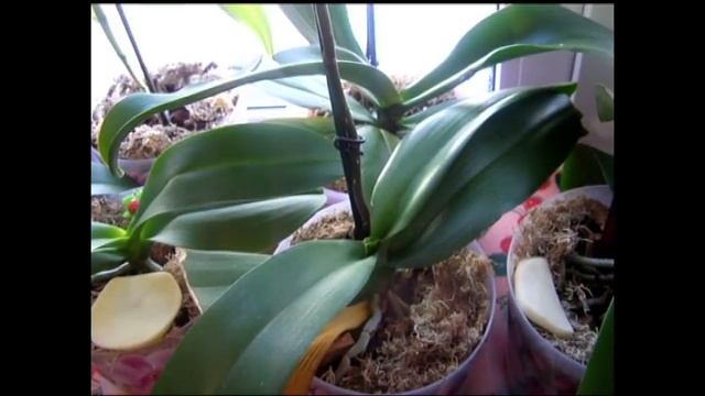 Трипсы на орхидеях Фаленопсис. Моя борьба с ними. Часть вторая. смотреть онлайн