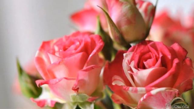 С днем рождения Наташенька!!! смотреть онлайн