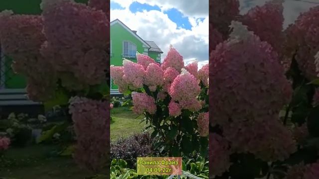 "Ванила Фрайз" Гортензия Метельчатая на штамбе 04.09.22г. смотреть онлайн