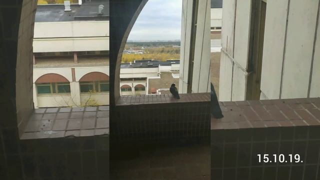 "Душа сжимается в комок, Ему был отдан малый срок.." смотреть онлайн