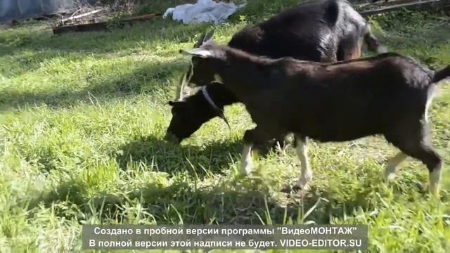 Что делать если скучно | Лето в деревне смотреть онлайн