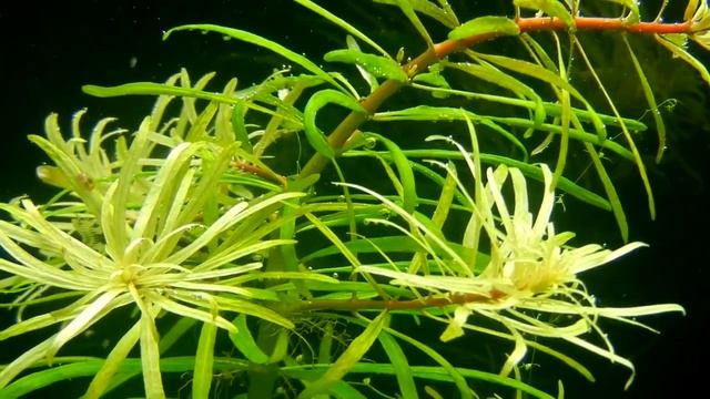 Людвигия Кубинская (Ludwigia Inclinata Var. Verticillata 