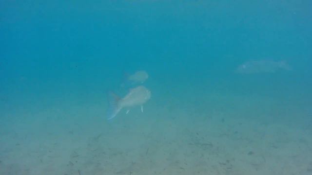 Рыба на пляже Ретимно Crete Rethymno beach winter 🐟 смотреть онлайн