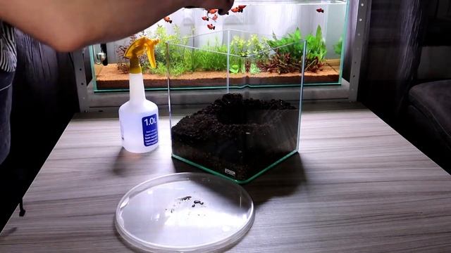 Флорариум на универсальной земле с аквариумными растениями. смотреть онлайн