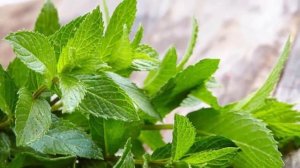 Мята – лечебное растение или нет? Польза и вред мяты для организма.