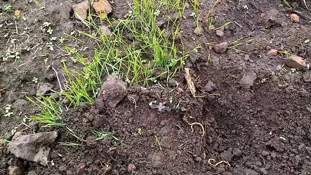 Коп на старых фундаментах. #159. смотреть онлайн