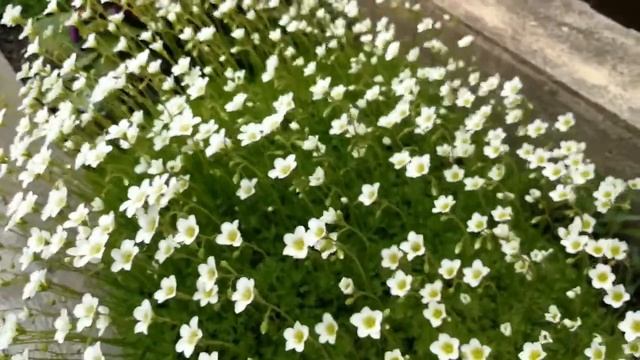 ВЕСЕННИЕ ЦВЕТЫ камнеломка и примула