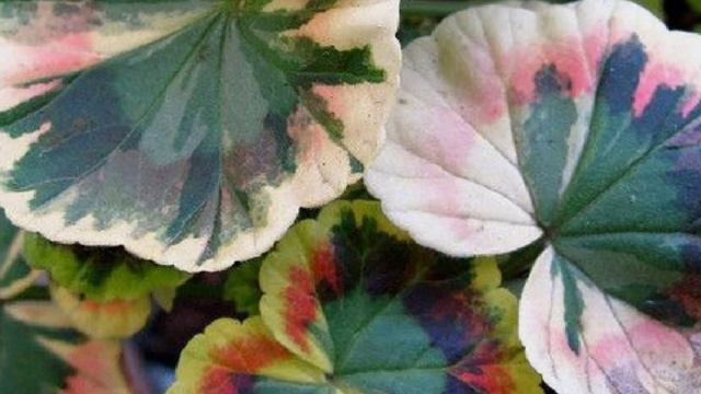 Geraniums/CranesBills flowers смотреть онлайн