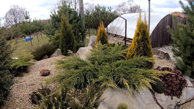 Весна посадка . Посадка хвойных деревьев для Новичков. Хвойный сад. Ландшафтный дизайн участка. смотреть онлайн