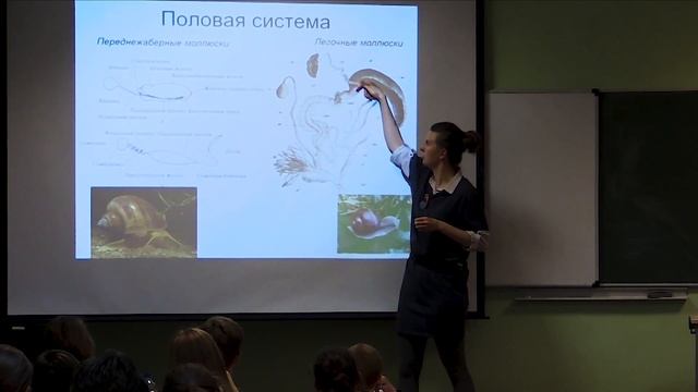 Биология. 9 класс. Римская-Корсакова Н.Н. Зоология беспозвоночных. Моллюски смотреть онлайн