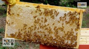 #Кашковский В. Г. Запасы корма на #весенние_развитие_пчел .