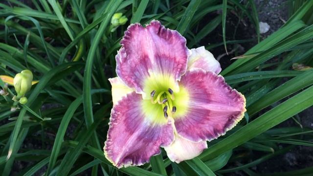 Лилейник BLUE RHINO смотреть онлайн