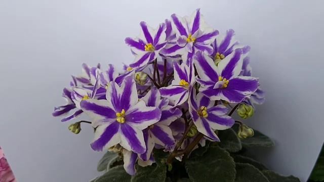 Сенполия Humako Mandy (Humako) химера смотреть онлайн