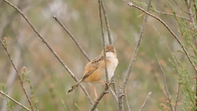 Zitting Cisticola, Beccamoschino (Cisticola juncidis) смотреть онлайн