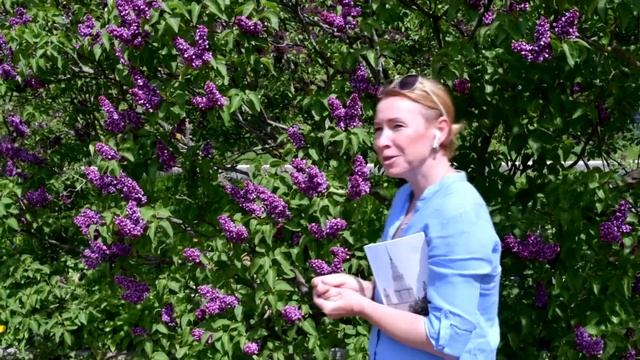 Сирень в Ботаническом саду МГУ Ч1 смотреть онлайн