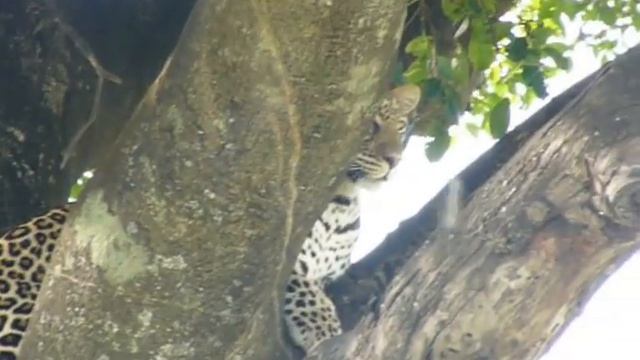 Алан Браев. Африка 2013.Леопард на дереве.MOV смотреть онлайн