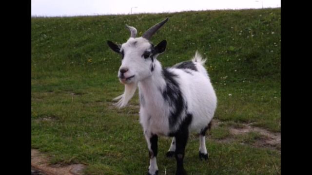 Монстры в реальной жизни My Singing Monsters смотреть онлайн