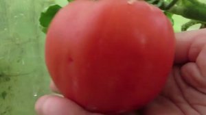 Томат Алтайский Красный-2017 г. Дегустация.
