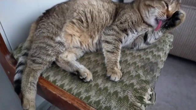 дикий Лесной кот Васька умывается перед сном ??? смотреть онлайн