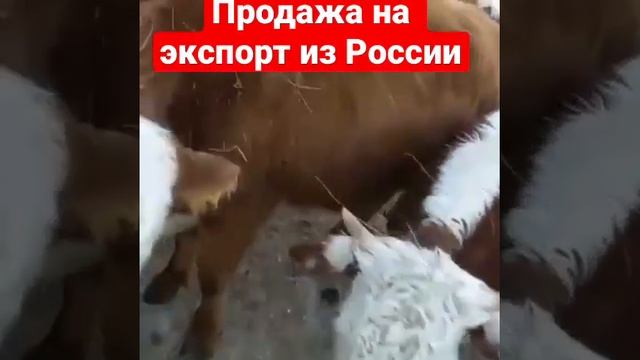 Продаём Оптом Тёлочки и Бычки. Порода Герефорд и Казахская Белоголовая. Продажа на экспорт из Росси смотреть онлайн