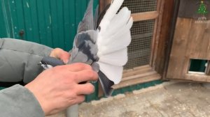 Николаевские голуби Филатова Вячеслава. Декабрь 2021. тел 8 (927) 689-92-89   г.Самара