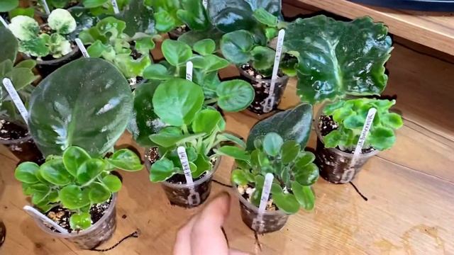 2 «секрета»? большого количества деток фиалок от листа смотреть онлайн