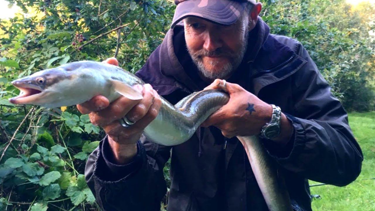 Редкий и ценный угорь: как его выращивают и зачем ловят его мальков смотреть онлайн