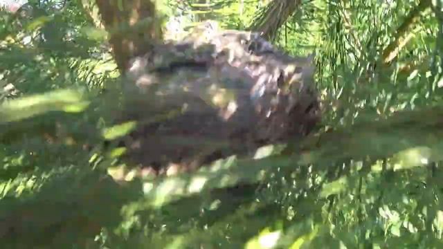 На даче птицы сошли с ума смотреть онлайн