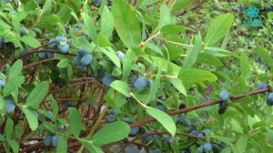 Жимолость канадской селекции Бореал Бьюти